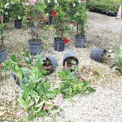 Better Bilt TopHat Plant Container Stabilizer 7 Better Bilt TopHat Plant Container Stabilizer -Landscape greening equipment 3ps25 3