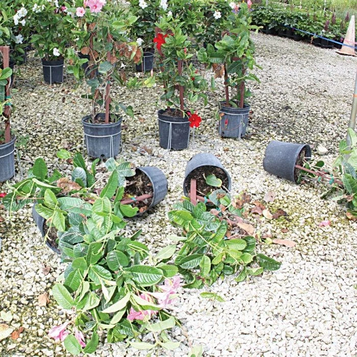 Better Bilt TopHat Plant Container Stabilizer 4 Better Bilt TopHat Plant Container Stabilizer - Image 4