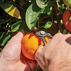 Shear Corona Harvesting -Landscape greening equipment ag5060 live2 1