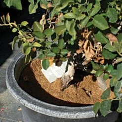 Coco Weed Guards, 35-Centimeter Diameter, Case Of 50 8 Coco Weed Guards, 35-Centimeter Diameter, Case Of 50 -Landscape greening equipment cd35a 3