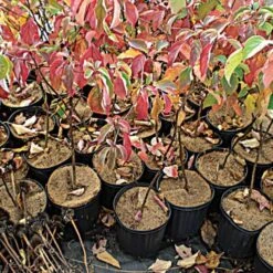 Coco Weed Guards, 50-Centimeter Diameter, Case Of 50 -Landscape greening equipment cd50a 2