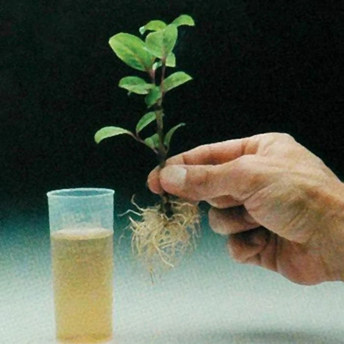 Dip 'N Grow Rooting Concentrate 16oz. 2 Dip 'N Grow Rooting Concentrate 16oz. - Image 2