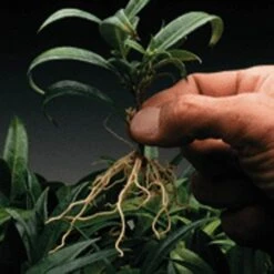 Dip 'N Grow Rooting Concentrate 2oz. -Landscape greening equipment dg2 2 1