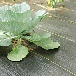 3.2oz. Premium Woven Ground Cover 3ft X 300ft 9 3.2oz. Premium Woven Ground Cover 3ft X 300ft -Landscape greening equipment gc33 cabbage 5.2.23 1