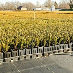 3.2oz Premium Woven Ground Cover 300ft Rolls -Landscape greening equipment gc33 field 5.2.23 3