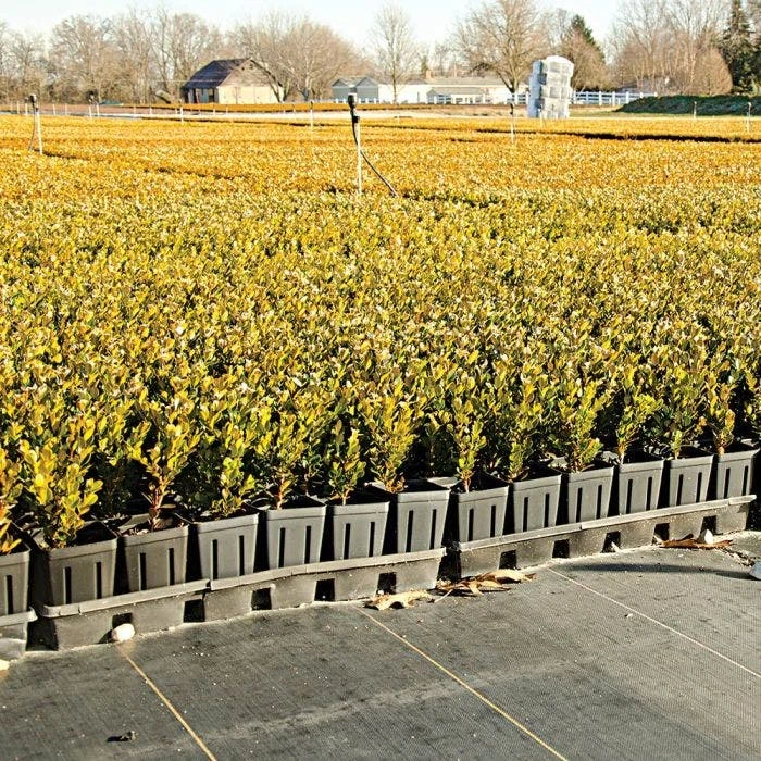 3.2oz. Premium Woven Ground Cover 3ft X 300ft 2 3.2oz. Premium Woven Ground Cover 3ft X 300ft - Image 2