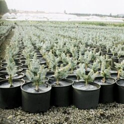 Geodisc UV-Resistant Weed-Blocking Discs, 6-1/2-Inch Diameter, Pack Of 500