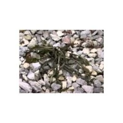 Red Dragon; 400,000 BTU Torch Kit -Landscape greening equipment hqdefault 12 1