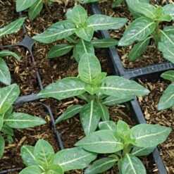 Rice Hull Bale, 90 Cubic Feet -Landscape greening equipment rhb 3