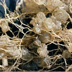 Soil Moist 9-3-6 Moisture-Holding Controlled Release Fertilizer, Case Of 200 Packs -Landscape greening equipment smpb 2