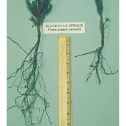 Soil Moist Root Dip Formula, 12oz. Jar -Landscape greening equipment smrd12 1