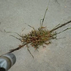 Red Dragon; 400,000 BTU Torch Kit -Landscape greening equipment t230 6