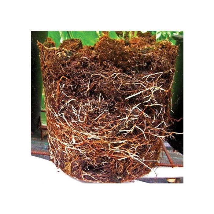 Grotab 3-in-1 Premium Plant Starter (12-8-4) 3 Grotab 3-in-1 Premium Plant Starter (12-8-4) - Image 3