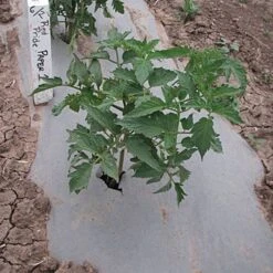 Biodegradable Paper Mulch -Landscape greening equipment vp pprmlch 3