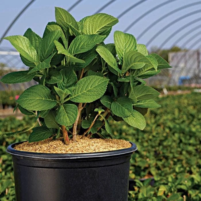 Rice Hull Bales 4 Rice Hull Bales - Image 4