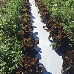 White/Black Mulch Film, 1 Mil, 60" X 4000' -Landscape greening equipment wb481 2 2