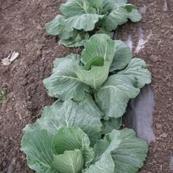 Biodegradable Paper Mulch, 4 Feet By 100 Feet -Landscape greening equipment wg48100f 4